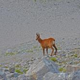 Isard Picos de europa